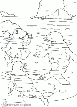 Zeehond 4 kleurplaat